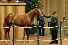 Smart Strike Colt Sells for $1M at Keeneland