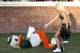 CHARLOTTESVILLE, VA - SEPTEMBER 7: Oregon Ducks mascot waits for help getting up from a cheerleader during the game against the Virginia Cavaliers at Scott Stadium on September 7, 2013 in Charlottesville, Virginia. Oregon won 59-10. (Photo by Joe Robbins/Getty Images)