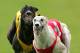 SYDNEY, AUSTRALIA - OCTOBER 27: Stately Irish (right) and Speed of Teddy run a close race in heat 3 of the Market Egg Supplies Cup at the Appin Way race meeting on October 27, 2007 in Sydney, Australia. (Photo by Ezra Shaw/Getty Images)