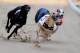 ROMFORD, ENGLAND - JANUARY 10: Boo Boos Bonnie (2nd L) wins Race 3 at Romford Greyhound Stadium on January 10, 2013 in Romford, England. (Photo by Jamie McDonald/Getty Images)
