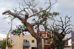 Report: Heftier Fines for Auburn Tree Poisoner  