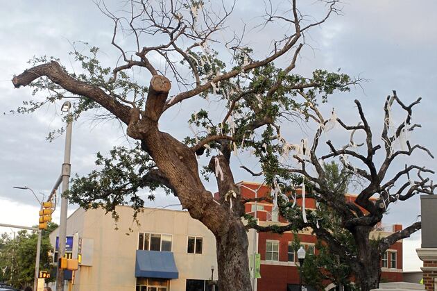 Report: Updyke May Have to Pay over $200k More in Restitution for Auburn Tree