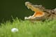 MALELANE, SOUTH AFRICA - DECEMBER 09: A crocodile lies in wait by the 13th green during practice before the Alfred Dunhill Championship at Leopard Creek Country Club on December 9, 2008 in Malelane, South Africa. (Photo by Warren Little/Getty Images)