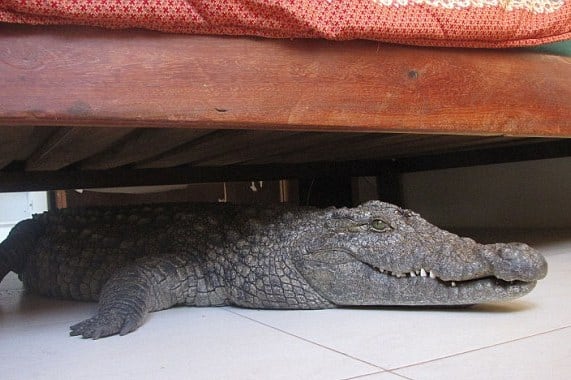Man, 40, Finds 8ft Crocodile Hidden Under His Bed
