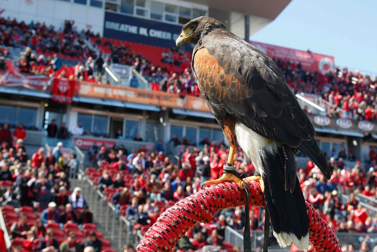 Meet 'Bitchy the Hawk,' Toronto FC Mascot Who Scares off Seagulls