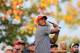 DUBLIN, OH - OCTOBER 04: Tiger Woods of the U.S. Team hits his tee shot on the eighth hole during the Day Two Foursome Matches at the Muirfield Village Golf Club on October 4, 2013 in Dublin, Ohio. (Photo by Matt Sullivan/Getty Images)
