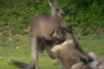 Seriously: Kangaroo Finishes Brutal Fight with Rear Naked Choke