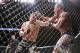 Cain Velasquez and Junior Dos Santos - Esther Lin/MMAFighting