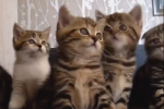 Video Ad: Kittens Mesmerized by CR7 Moves