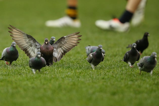 Belgian Racing Pigeons Are Being Pumped Full of Coke and Painkillers