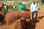 Toure Joins UN Campaign to Save Elephants