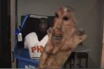 Suns' Gorilla Mascot Pulls Off Prank