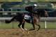 ARCADIA, CA - OCTOBER 31: A rider trains Summer Applause in preparation for the Breeders' Cup World Championships at Santa Anita Park on October 31, 2013 in Arcadia, California. (Photo by Jeff Gross/Getty Images)
