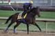 LOUISVILLE, KY - NOVEMBER 03: Breeders' Cup Classic hopeful Game On Dude gallops over the track during morning workouts for the upcoming Breeders' Cup World Championships at Churchill Downs on November 3, 2011 in Louisville, Kentucky. (Photo by Rob Carr/Getty Images)