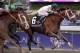 Nov 2, 2013; Arcadia, CA, USA; Gary Stevens aboard Mucho Macho Man sprints to the finish during twelve of the 2013 Breeders' Cup Championships at Santa Anita Park. Mandatory Credit: Richard Mackson-USA TODAY Sports
