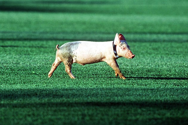 Hanover Police Bring Home the Bacon Ahead of Derby