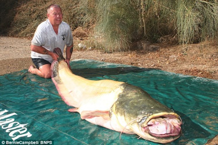 Fisherman Sets World Record by Catching Eight-Foot, 206-Pound Albino Catfish