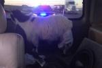 Jose Canseco Pulled Over with Goat in a Diaper in His Car