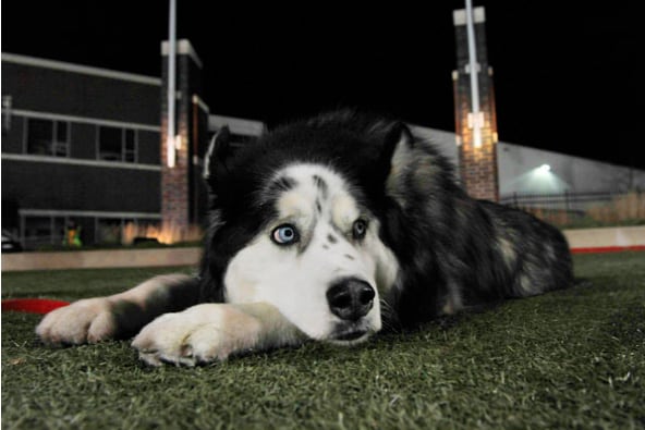 Huskies' High-Fiving Mascot 'Diesel' to Retire After 9 Seasons