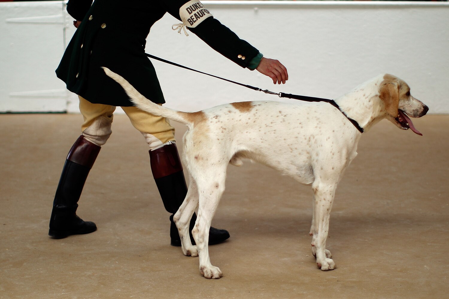 National Dog Show 2013: Full TV Schedule, Live Stream, New ...