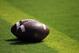 Aug 31, 2013; College Station, TX, USA; Two footballs sit on the goal line before the game between the Texas A&M Aggies and the Rice Owls at Kyle Field. Mandatory Credit: Thomas Campbell-USA TODAY Sports