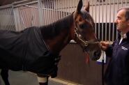 Laminitis Setback for St Nicholas Abbey 'Life Threatening'