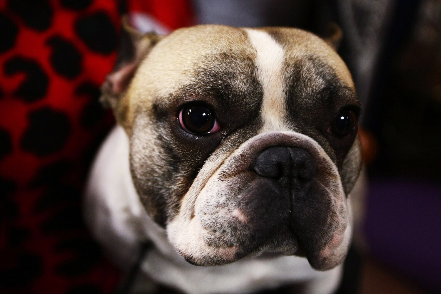 National Dog Show 2013 Results Best in Show and List of Winners