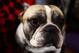 NEW YORK - FEBRUARY 09: ' Hunter ' a French Bulldog during the 133rd Annual Westminster Kennel Club Dog Show at Madison Square Garden February 9, 2009 in New York City. The Westminster Kennel Club Dog Show is considered the most important in the United States. (Photo by Chris McGrath/Getty Images)