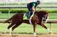 Will Take Charge is vulnerable in the Clark Handicap.