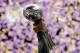 NEW ORLEANS, LA - FEBRUARY 03: Ray Lewis #52 of the Baltimore Ravens holds up the Vince Lombardi Trophy after defeating the San Francisco 49ers during Super Bowl XLVII at the Mercedes-Benz Superdome on February 3, 2013 in New Orleans, Louisiana. The Ravens defeated the 49ers 34-31. (Photo by Ezra Shaw/Getty Images)