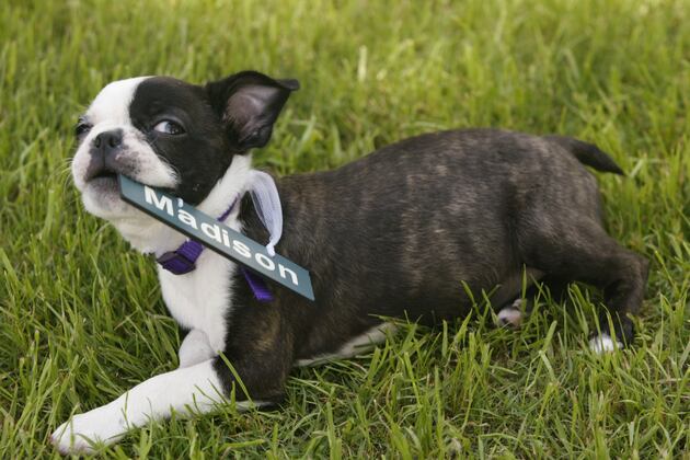 Marriage of Puppies and Fantasy Football Finally Comes to Puppy Bowl X