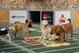 Jessie, Amy and Big Red playing in Puppy Bowl VII. (PRNewsFoto/Animal Planet) THIS CONTENT IS PROVIDED BY PRNewsfoto and is for EDITORIAL USE ONLY**
