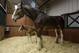 Darla, a 7-year-old Clydesdale, top, watches over her young, as yet unnamed foal, at Warm Springs Ranch Wednesday, Jan. 30, 2013, in Boonville, Mo. The foal, born Jan, 16, 2013 at the ranch, is the star of a Budweiser commercial set to air during Super Bowl XLVII on Sunday. (AP Photo/Jeff Roberson)