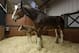 Darla, a 7-year-old Clydesdale, top, watches over her young, as yet unnamed foal, at Warm Springs Ranch Wednesday, Jan. 30, 2013, in Boonville, Mo. The foal, born Jan, 16, 2013 at the ranch, is the star of a Budweiser commercial set to air during Super Bowl XLVII on Sunday. (AP Photo/Jeff Roberson)