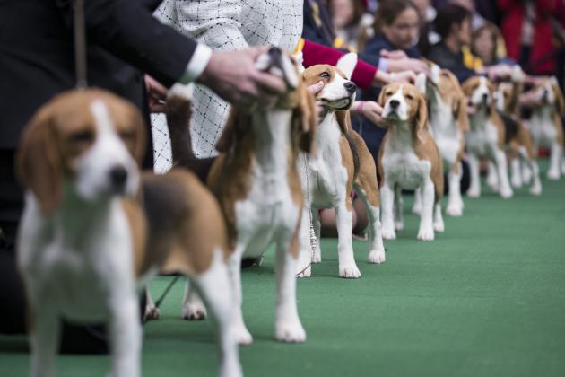 2014 Westminster Dog Show: TV Schedule Info and Full Preview for Day 2