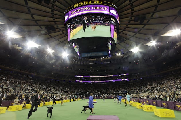 Westminster Dog Show 2014 Results: Best of Breed Winners and Day 2 Recap