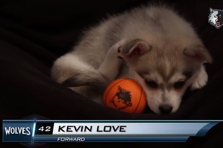 The 'Timberpuppies' of the Minnesota Timberwolves Are Adorable