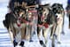 Lead dogs on the team of Louie Ambrose run during the ceremonial start of the Iditarod Trail Sled Dog Race Saturday, March 2, 2013, in Anchorage, Alaska. The competitive portion of the 1,000-mile race is scheduled to begin Sunday in Willow, Alaska. (AP Photo/Dan Joling)