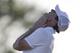 Rory McIlroy of Northern Ireland, reacts after missing a putt on the 18th hole during the third round of the Honda Classic golf tournament, Saturday, March 1, 2014 in Palm Beach Gardens, Fla. (AP Photo/Wilfredo Lee)