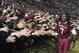 South Carolina defensive end Jadeveon Clowney (7) celebrates with fans after defeating Clemson 31-17 in an NCAA college football game on Saturday, Nov. 30, 2013, in Columbia, S.C. (AP Photo/Richard Shiro)