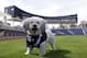 Milwaukee Brewers mascot, Hank, during a spring training baseball practice, Sunday, Feb. 22, 2014, in Phoenix, Ariz. The Brewers adopted Hank, named after Hank Aaron, and plan on bringing him back to Milwaukee. (AP Photo/Rick Scuteri)