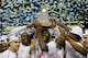 ATLANTA, GA - MARCH 16: The Florida Gators celebrate with the trophy after their 61 to 60 win over the Kentucky Wildcats in the Championship game of the 2014 Men's SEC Basketball Tournament at Georgia Dome on March 16, 2014 in Atlanta, Georgia. (Photo by Kevin C. Cox/Getty Images)