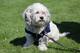 PHOENIX, AZ - MARCH 07: 'Hank the dog' sits on the field before the spring training game between the Milwaukee Brewers and the San Diego Padres at Maryvale Baseball Park on March 7, 2014 in Phoenix, Arizona. (Photo by Christian Petersen/Getty Images)