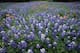 Indian Paintbrush (Castilleja attenuata) and Texas Bluebonnet (Lupinus texensis) field, Hill Country, Texas (Photo by: Minden Pictures/AP Images)