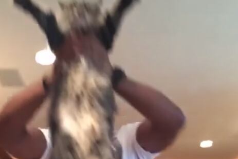 Vine: Nebraska's Abdullah, NCAA Football, a Cat, and a Ridiculous Stat Line