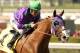 In this image provided by Benoit Photo, California Chrome, ridden by Victor Espinoza, leads wire-to-wire to win the San Felipe Stakes horse race Saturday, March 8, 2014 at Santa Anita Park in Arcadia, Calif. (AP Photo/Benoit Photo) ©Benoit Photo