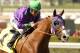 In this image provided by Benoit Photo, California Chrome, ridden by Victor Espinoza, leads wire-to-wire to win the San Felipe Stakes horse race Saturday, March 8, 2014 at Santa Anita Park in Arcadia, Calif. (AP Photo/Benoit Photo) ©Benoit Photo