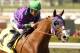 In this image provided by Benoit Photo, California Chrome, ridden by Victor Espinoza, leads wire-to-wire to win the San Felipe Stakes horse race Saturday, March 8, 2014 at Santa Anita Park in Arcadia, Calif. (AP Photo/Benoit Photo) ©Benoit Photo