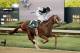 Jockey Joe Bravo celebrates after riding Danza to win the Arkansas Derby horse race at Oaklawn Park in Hot Springs, Ark., Saturday, April 12, 2014. (AP Photo/Danny Johnston)