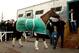 LOUISVILLE, KY - APRIL 28: California Chrome arrives at track in preparation for the140th Kentucky Derby at Churchill Downs on April 28, 2014 in Louisville, Kentucky. (Photo by Matthew Stockman/Getty Images)
